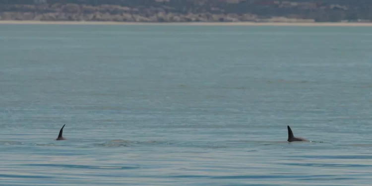 Topografía de supervivencia: la última batalla de la vaquita