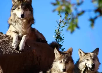 Lobo Mexicano volvió de la extinción gracias a zoológicos: AZCARM