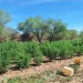 Aseguran Plantío de Marihuana en Magdalena de Kino; Detienen a Encargado de Riego