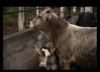 Plan EU-México contra el gusano barrenador, decisivo para reabrir exportaciones: CNA