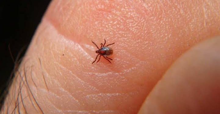 Mueren 26 personas por rickettsiosis en Sonora