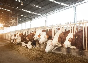 Prevén que plan contra gusano reactive flujo de ganado