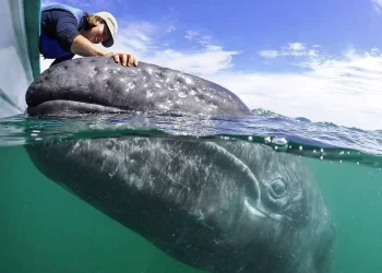 Piden biólogos acciones urgentes ante el declive de ballenas grises