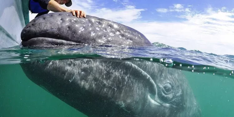 Piden biólogos acciones urgentes ante el declive de ballenas grises