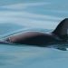 Comisión ambiental del T-MEC señala omisiones de México que agravan la crisis de la vaquita marina