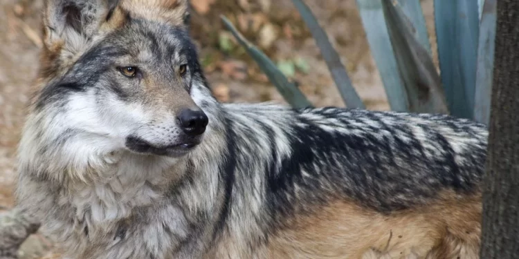 Aprovechamiento sustentable de vida silvestre se logra con criterio ecológico: Expertos