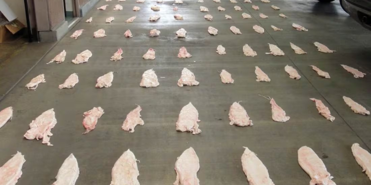 Vinculan a proceso a mujer por transportar 27 piezas de buche de Totoaba; se le señala de delito contra la biodiversidad