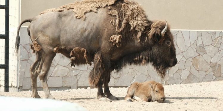 La familia crece: nace cría de bisonte americano en el Zoo de Nuevo Laredo