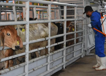 México y EU acuerdan plan binacional contra el gusano barrenador; se prevé la reanudación de exportaciones