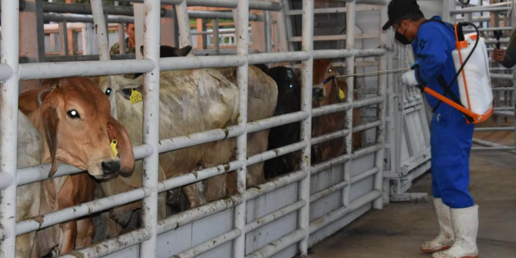 México y EU acuerdan plan binacional contra el gusano barrenador; se prevé la reanudación de exportaciones