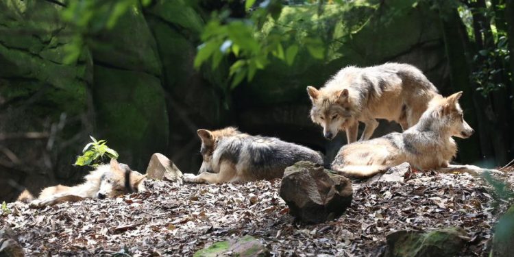 México y EU ahora tienen 600 lobos mexicanos; comenzaron con 7 sobrevivientes a exterminio