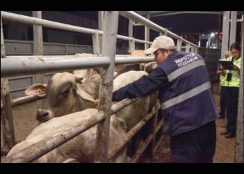 Capacitarán a estudiantes para combatir al gusano barrenador