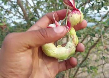 El guamúchil, el fruto regional con potencial para regular la glucosa en personas con diabetes mellitus