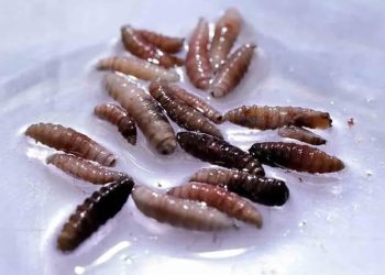 Confirman primer caso humano de gusano barrenador EU