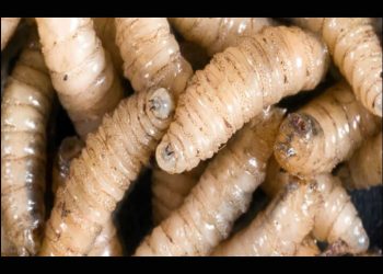 Belice confirma el primer caso de gusano barrenador en humanos