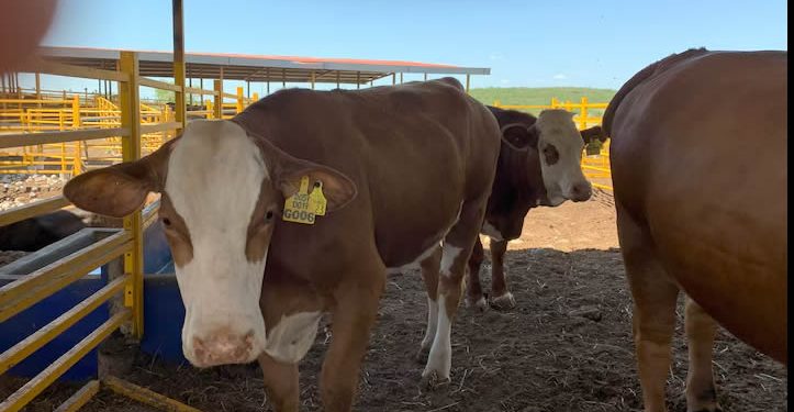 Gusano Barrenador eleva el precio de la carne y amenaza a pequeños ganaderos