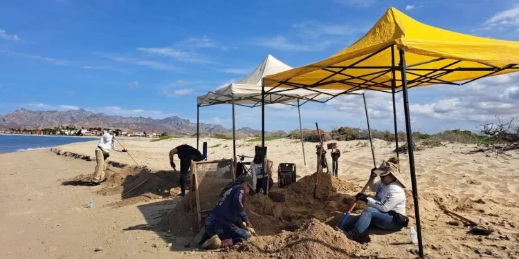 Hallan cráneo humano en playa de Guaymas; buscadoras localizan fosa clandestina