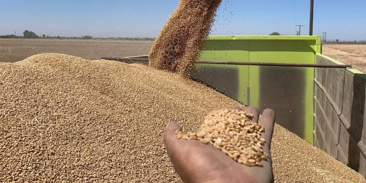 SLRC ya no exporta trigo: producción se queda en la región