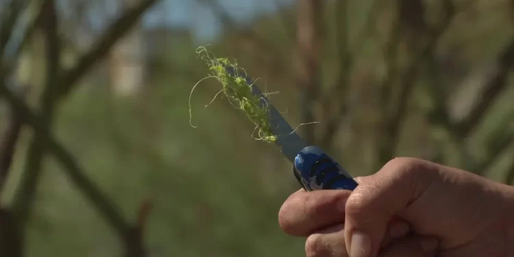 Jóvenes Arrastrados por Corriente en Nogales, Sonora: Uno de Ellos No Ha Sido Localizado