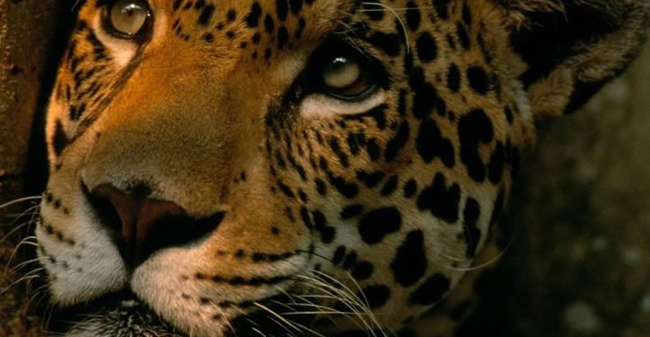 Aumenta 10% la población de jaguares en México, pero la especie sigue en peligro de extinción