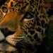 Aumenta 10% la población de jaguares en México, pero la especie sigue en peligro de extinción