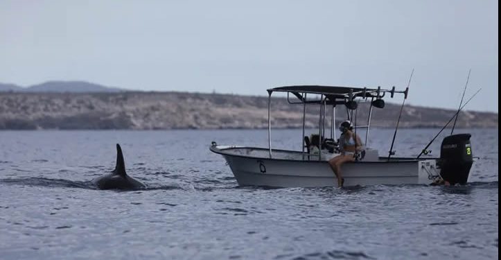 Pescadores de La Paz desafiaron el miedo a la “ballena asesina”