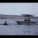 Pescadores de La Paz desafiaron el miedo a la “ballena asesina”