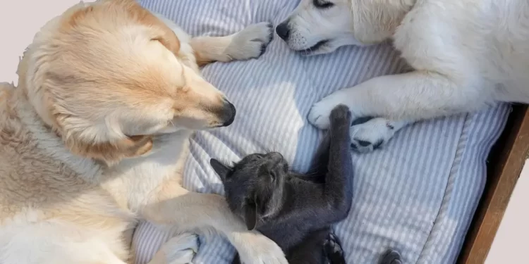 ¿Cómo Cuidar a Mis Mascotas de la Onda de Calor? Pronostican Temperatura de Hasta 48ºC en Sonora