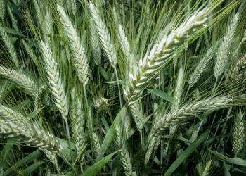 Abre AGRICULTURA convocatoria de apoyos para productoras y productores de trigo en Sonora