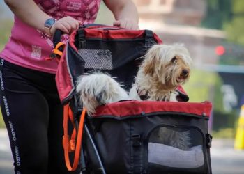 Aprueban en CdMx reforma que permite custodia compartida de animales de compañía