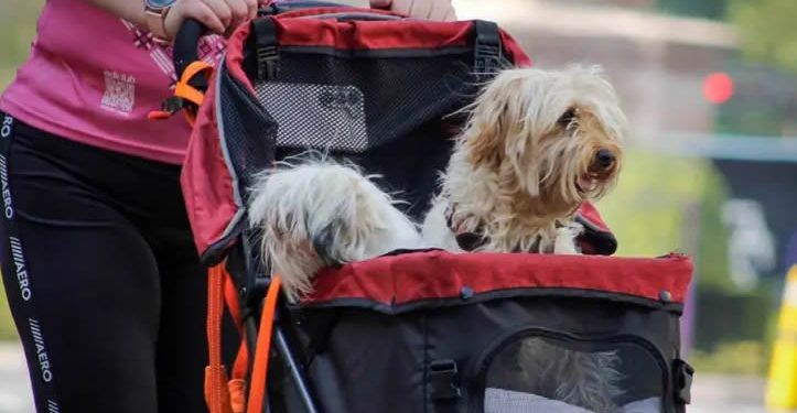 Aprueban en CdMx reforma que permite custodia compartida de animales de compañía