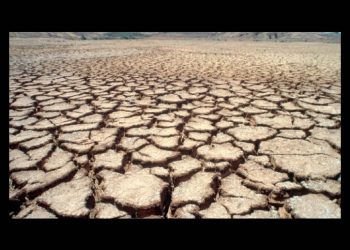 Región Valles del Yaqui y del Mayo: siembran trigo y cosechan deudas e incertidumbre