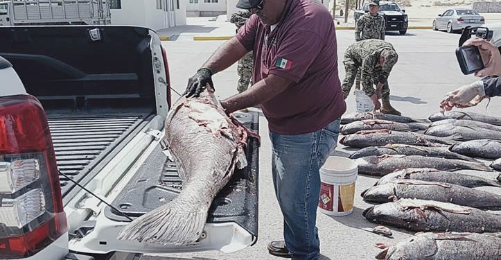 La “cocaína del mar” está rompiendo el mercado chino. Y eso es un enorme problema para México