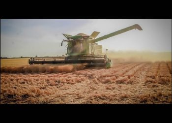 Entregará gobierno de Sonora 10 dólares de apoyo por tonelada a productores de trigo cristalino