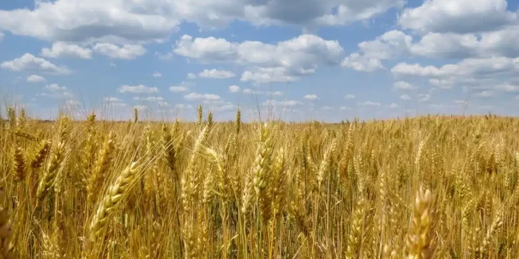 Apoyo extraordinario a trigueros de Sonora debería extenderse a Sinaloa, espera industrial de Ahome