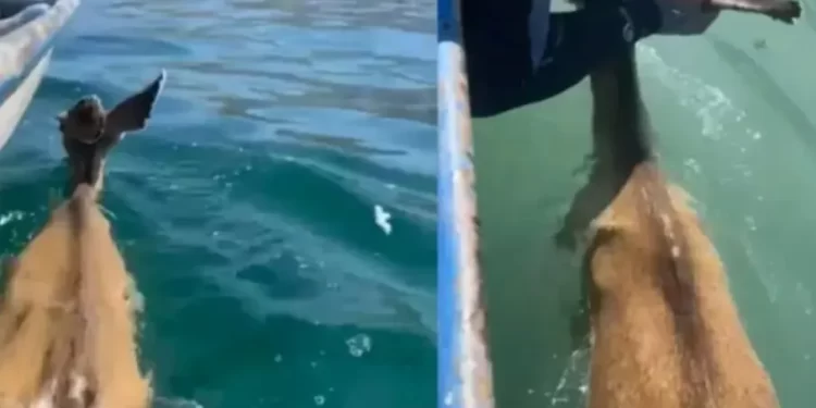 Pescadores rescatan a venado exhausto que nadaba en altamar frente a Isla Tiburón