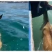 Pescadores rescatan a venado exhausto que nadaba en altamar frente a Isla Tiburón