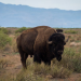 El regreso del bisonte a México en medio del narcotráfico y la violencia