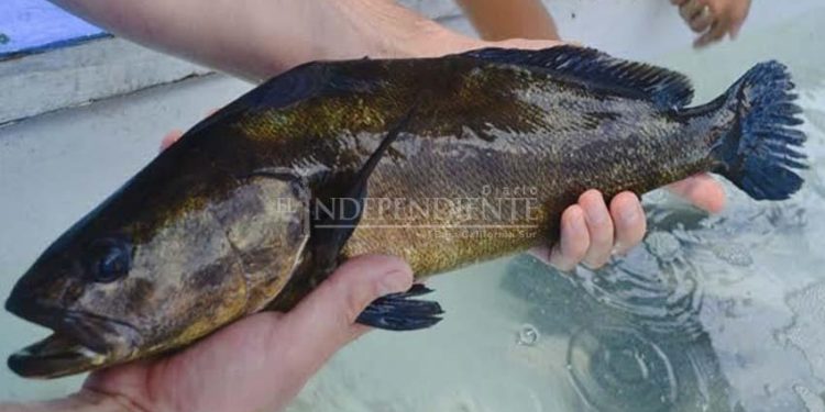 Impulso a la acuicultura puede salvar a especies en peligro de extinción