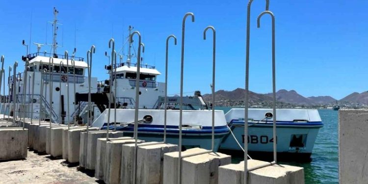 Pescadores señalan que varillas dañan a Vaquita Marina