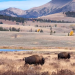 Así es como los bisontes transforman el paisaje de Yellowstone: cuando pastan libremente, el ecosistema renace