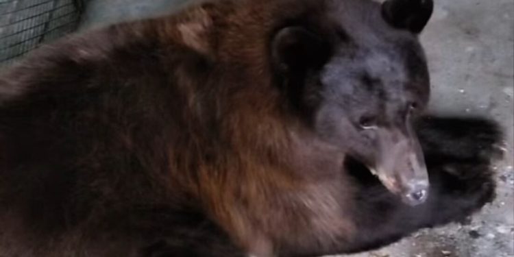 Regresa a su hábitat osa rescatada que estuvo atrapada más de 36 horas en un pino de Agua Prieta