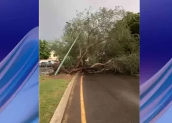 Lluvia del Sábado Ocasionó Caída de Árboles y Acumulación de Agua en Calles de Hermosillo