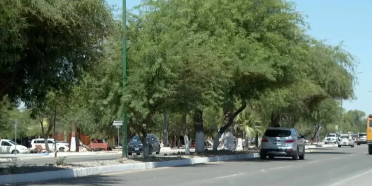 Hombre Resulta Herido con Arma Blanca por un Adulto Mayor en Poblado Miguel Alemán