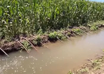 Localizan a Hombre Sin Vida en Laguna de Aguas Negras Dentro de Campo Agrícola en Hermosillo