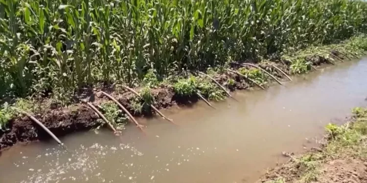 Localizan a Hombre Sin Vida en Laguna de Aguas Negras Dentro de Campo Agrícola en Hermosillo