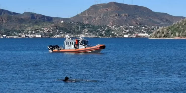 Localizan Sin Vida a Buzo que Cayó al Mar en la Sexta Región Naval en Guaymas