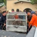 Oso Rescatado en Agua Prieta; Proviene de Estados Unidos; Esto se Sabe