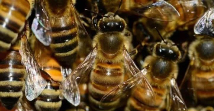 Un muerto y 21 lesionados por picadura de abejas en ataques diferentes registrados este fin de semana