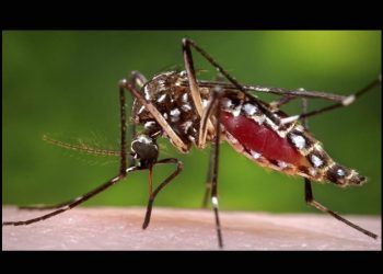 Lluvias recientes dispararán casos de dengue en Sonora: especialista en epidemiología de la UNISON